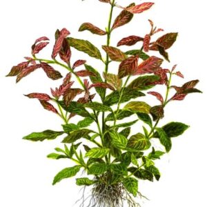 Hygrophila Red 3 ramos