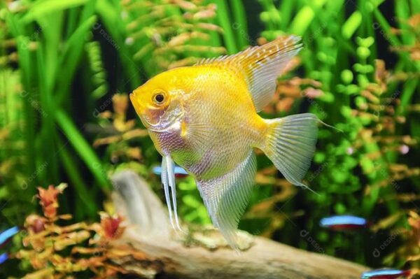 Acara Bandeira Gold 3-4cm