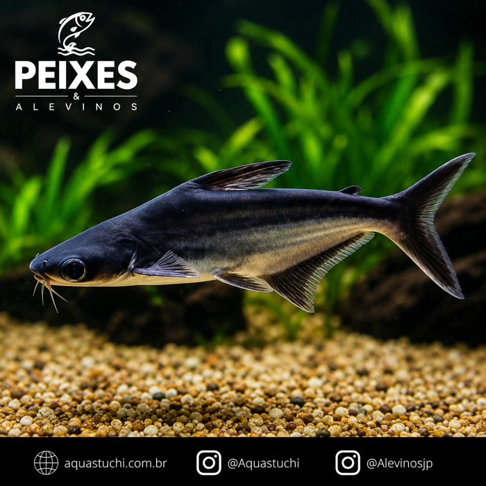 Pangasius 6-9cm