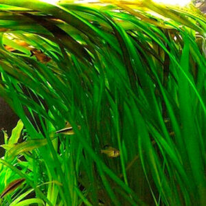 Vallisneria Gigantea