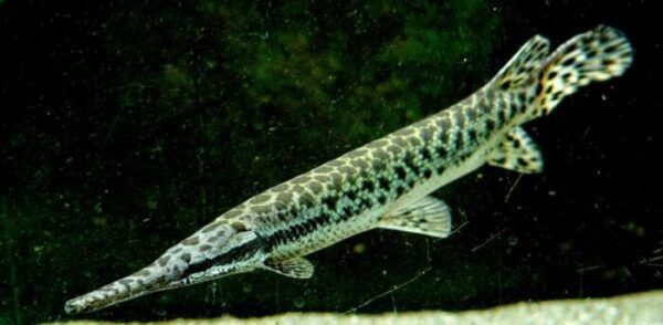 Lepisosteus Oculatus 25-30cm