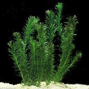 Egeria densa (Elodea) 3 ramos