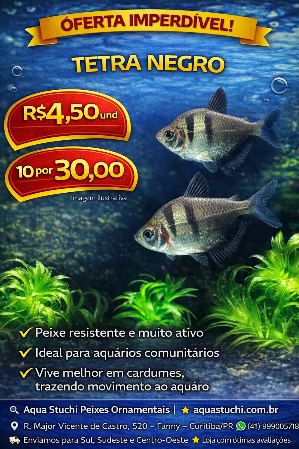 Tetra Negro 3-4cm 4 Tetra Negro 3-4cm