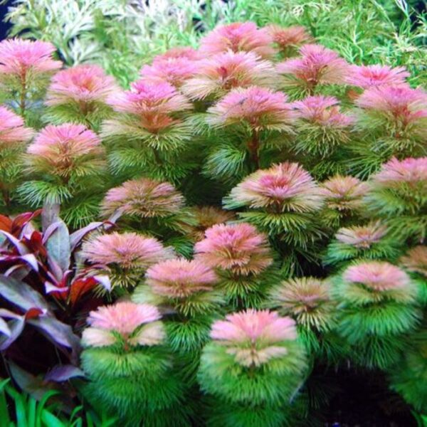 Cabomba Furcata