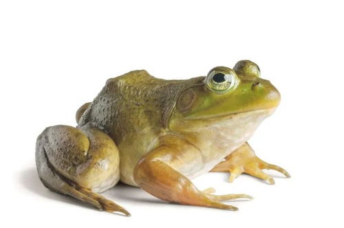 Rã Touro Girino 2 Rã Touro 2-4cm