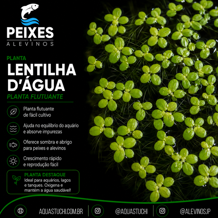 Lentilha d'água