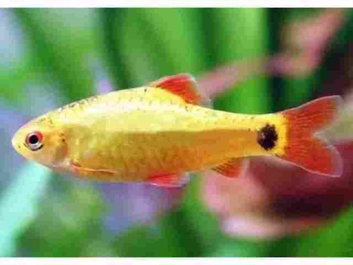 Barbo Gema 2-4cm