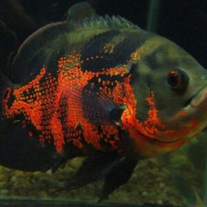 Oscar Red Tigre 25-30cm