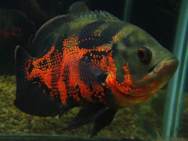 Oscar Red Tigre 25-30cm