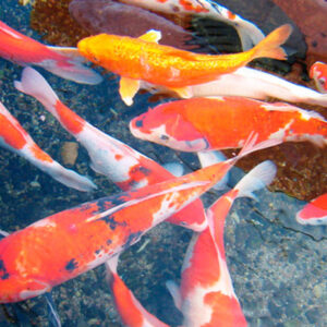 Carpa Colorida