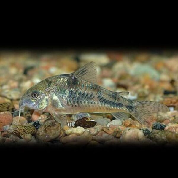 Corydora Paleatus 3-5cm