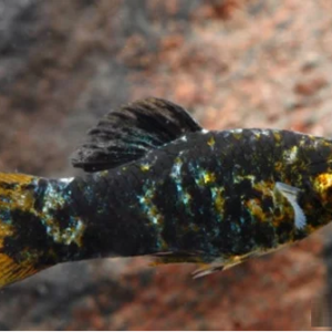Molinesia Sphenops 2-4cm