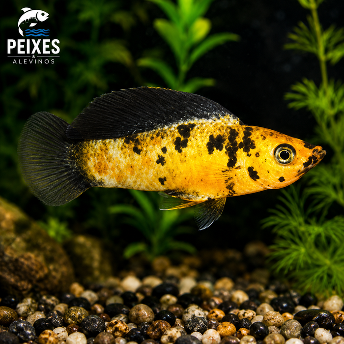 Molinesia Tigre 2-4cm 1 Molinesia Tigre 2-4cm