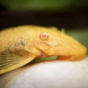 Cascudo Ancistrus Albino 6-7cm