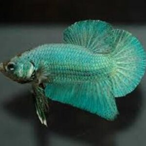 Betta Splendens Fêmea 2-4cm