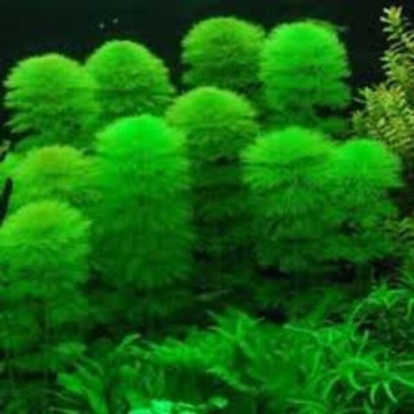 Cabomba Caroliniana Verde 3 ramos