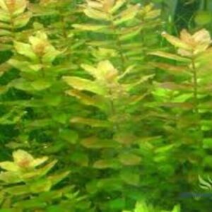 Rotala Macrandra Green