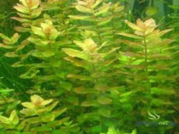 Rotala Macrandra Green