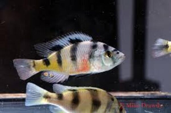 Zebra Obliquidens 3-6cm