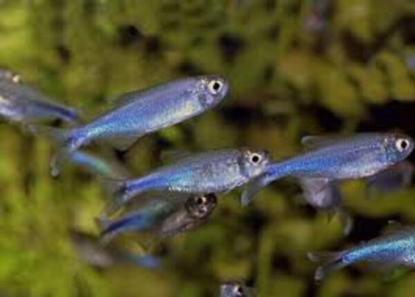 Tetra Azul 3-4cm