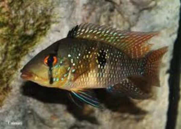 Geophagus brasiliensis