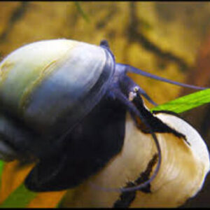 Ampularia Black 1-3cm