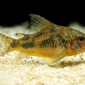 Corydora Paleatus 3-5cm