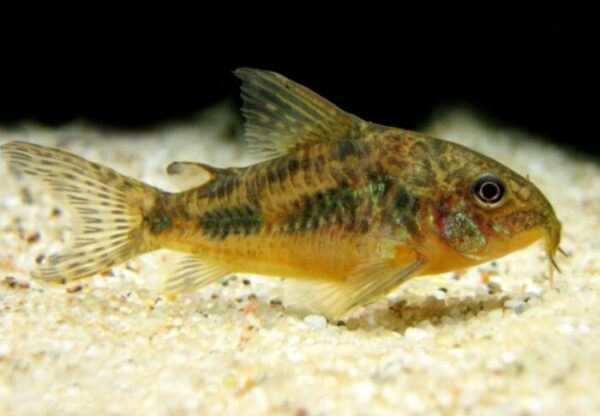 Corydora Paleatus 3-5cm