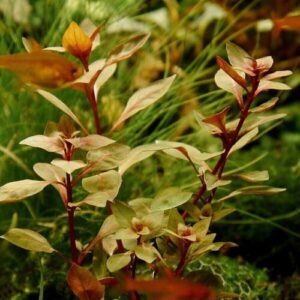 Ludwigia Palustris