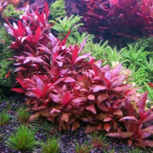 Alternanthera reineckii