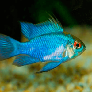 Ramirezi Eletric Blue 2-4cm