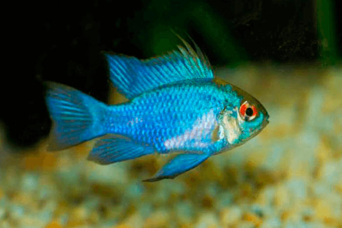 Ramirezi Eletric Blue 2-4cm