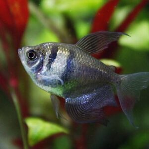 Tetra Negro 3-4cm