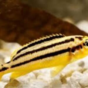 Auratus Amarelo 3-6cm