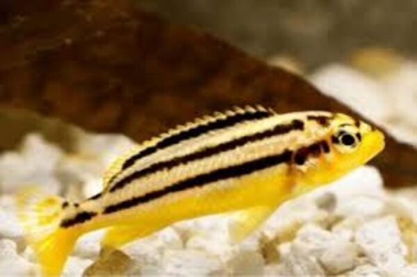Auratus Amarelo 3-6cm