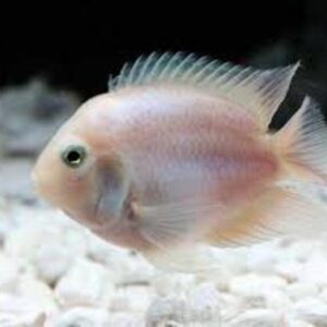 Papagaio Polar White 3-4cm