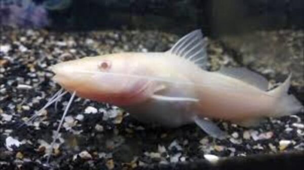 Jundiá Albino 2-4cm