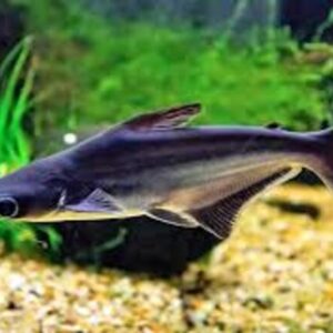 Pangasius 6-9cm
