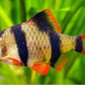 Barbo Sumatra 2-4cm