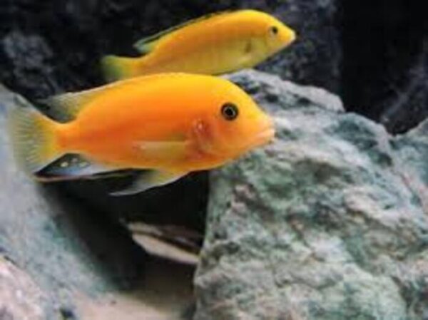 Zebra Laranja (Maylandia zebra) 3-6cm