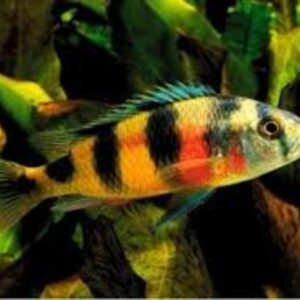 Zebra Obliquidens 3-6cm