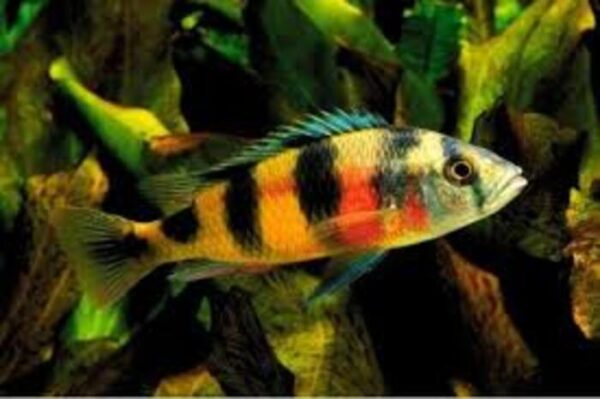 Zebra Obliquidens 3-6cm