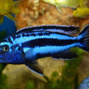 Auratus Azul 3-6cm
