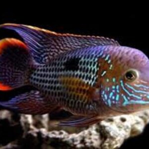 Green Terror 6-9cm