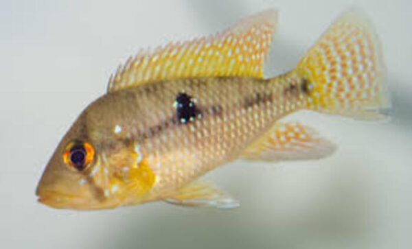 Geophagus brasiliensis