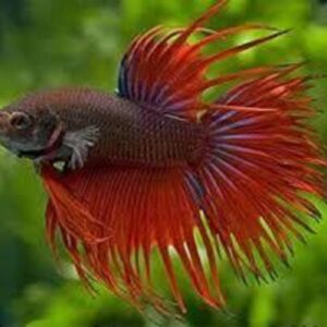 Betta Macho Clautei 3-5cm