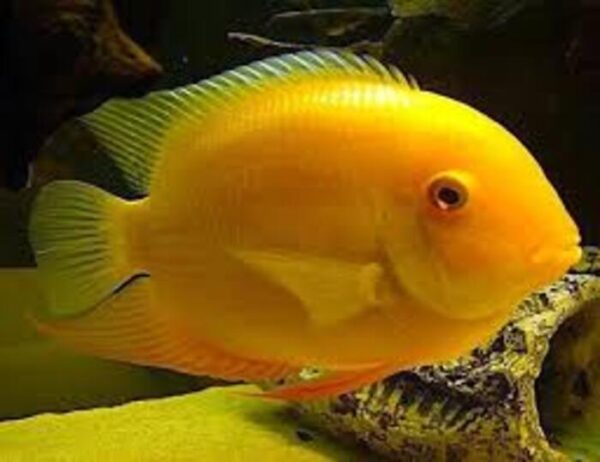 Acara Severum Gold 3-6cm