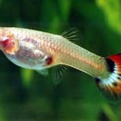 Lebiste Fêmea 2-4cm