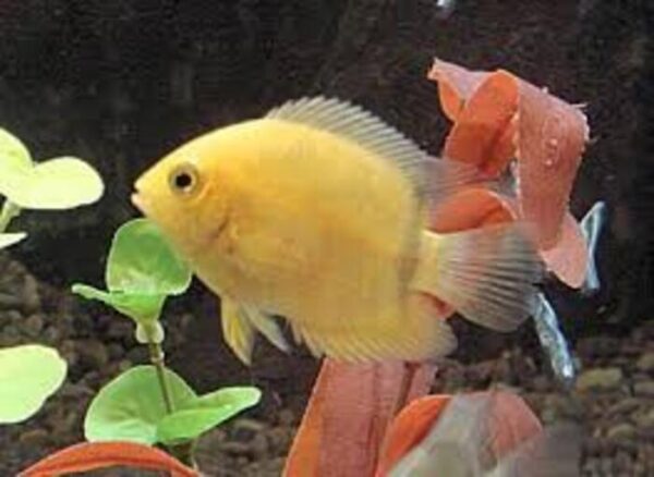 Acara Severum Gold 3-6cm