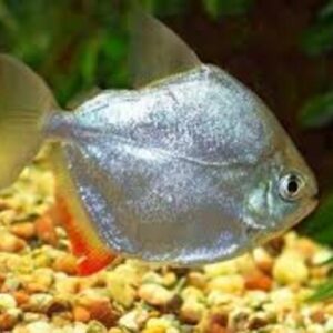 Pacu Prata 3-6cm